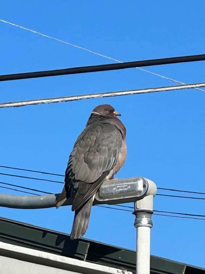 Band-tailed Pigeon - Anne Conway