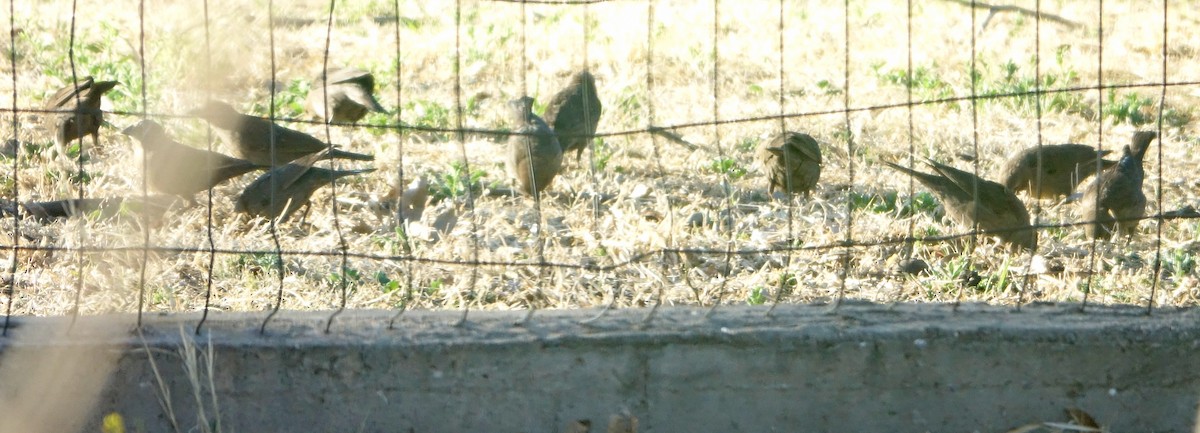 blackbird sp. - Carolyn Ohl, cc