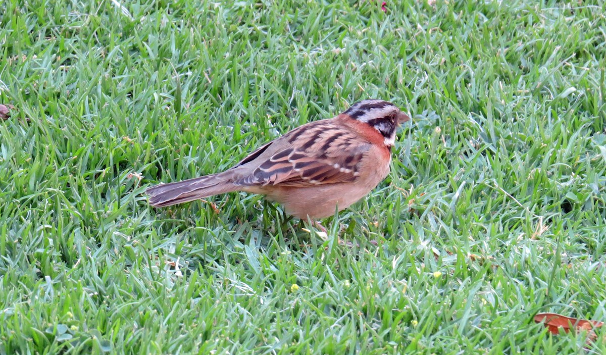 Rufous-collared Sparrow - ML54115881