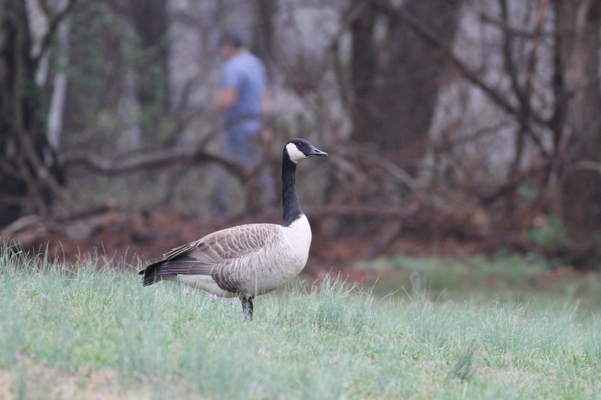 Canada Goose - ML541159431