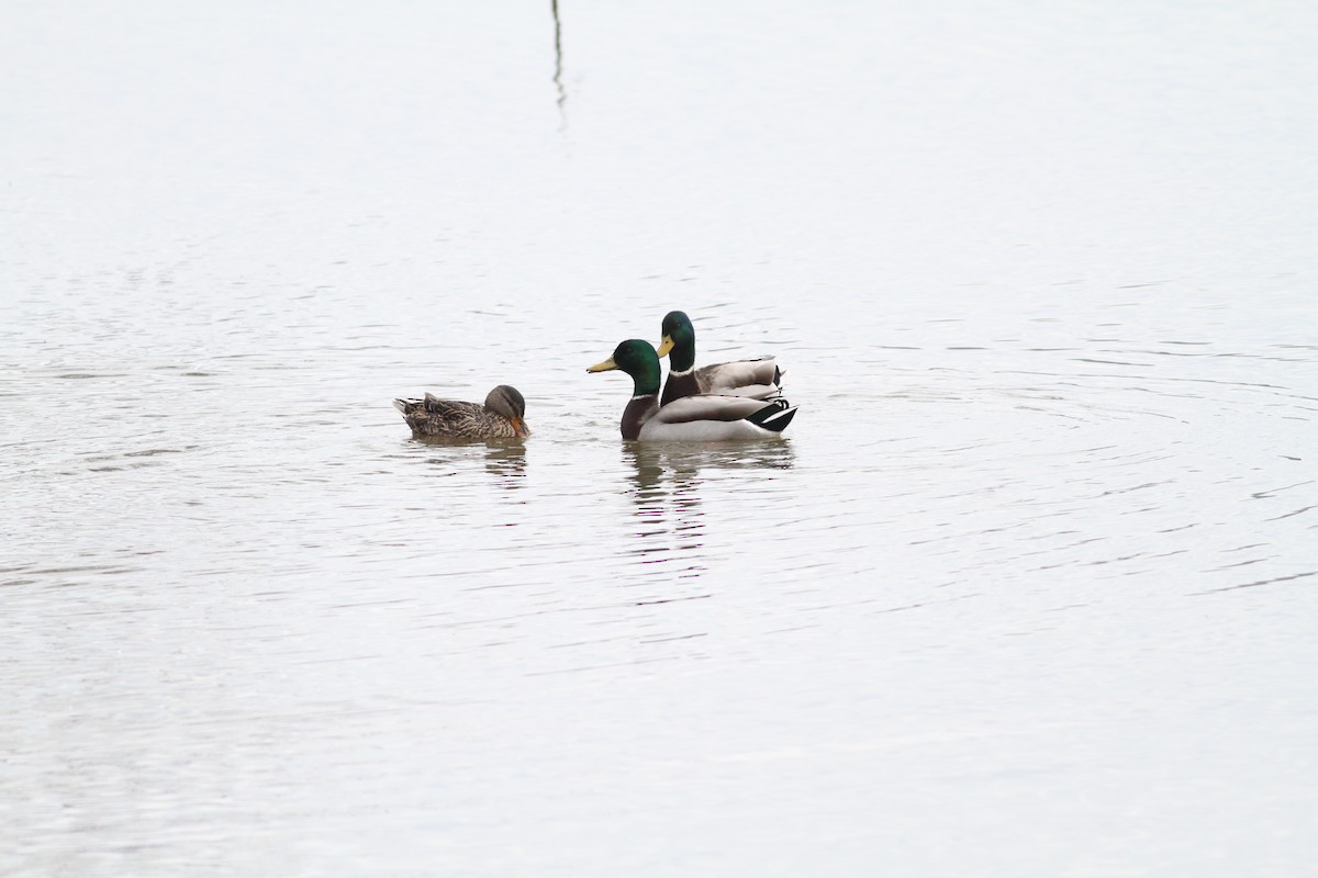 Mallard - ML541159541