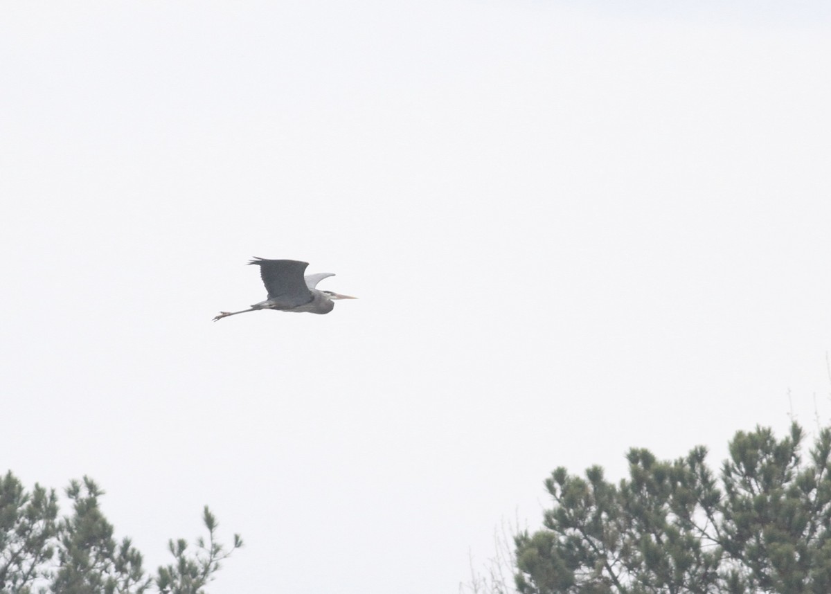 Great Blue Heron - ML541160231