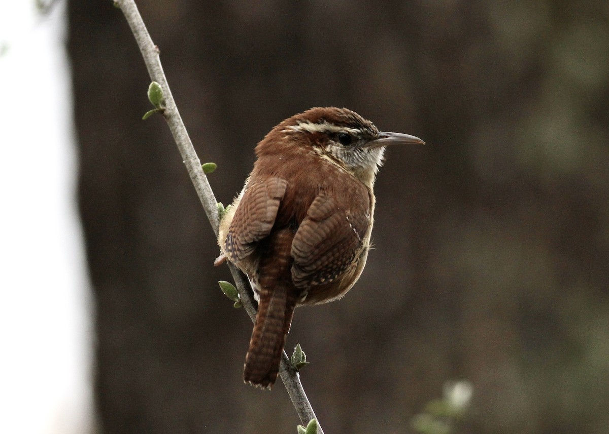Carolina Wren - ML541161181