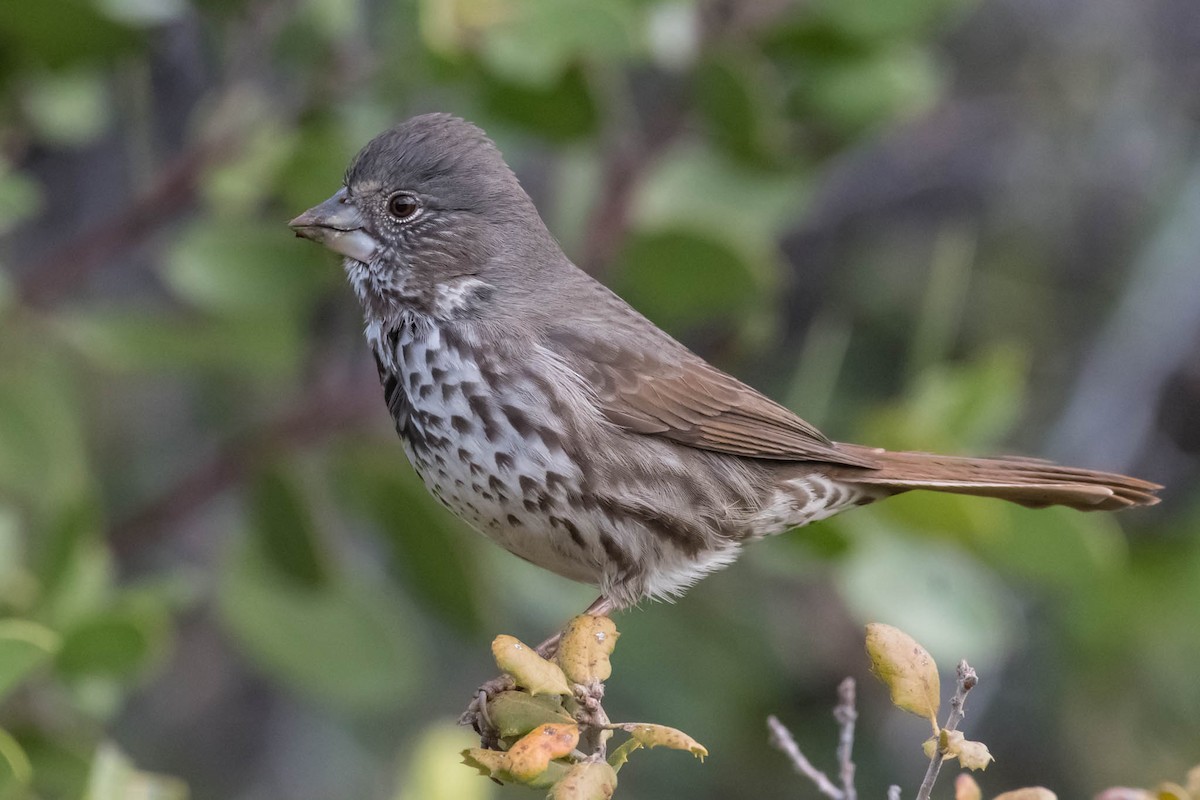 Fox Sparrow (Thick-billed) - ML54116251
