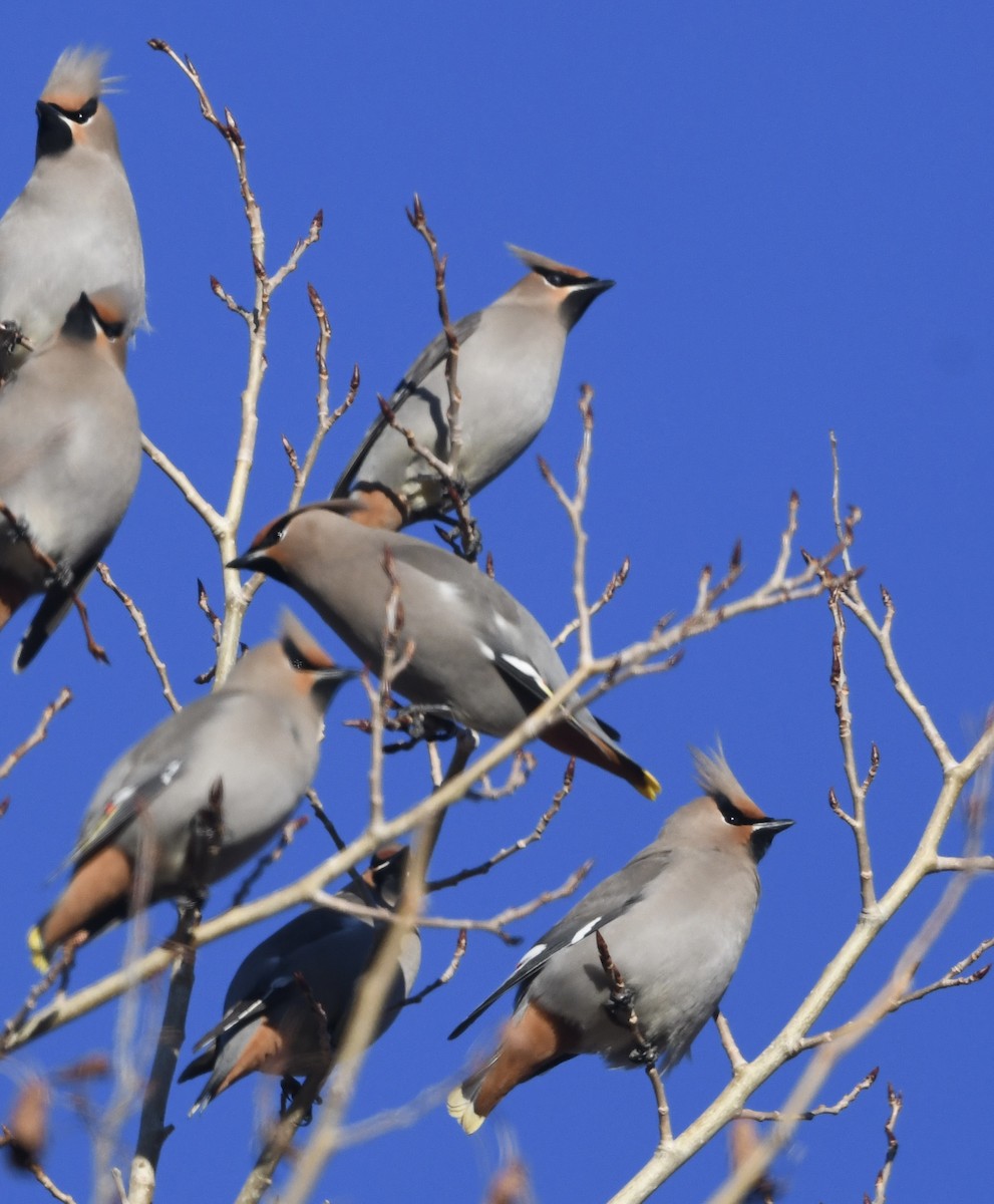 Bohemian Waxwing - ML541162551