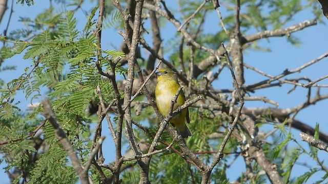 Purple-throated Euphonia - ML541162581