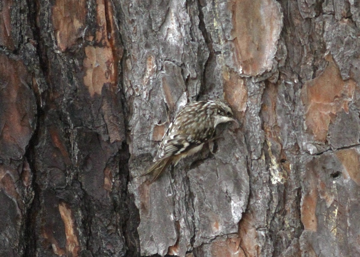 Brown Creeper - ML541162771