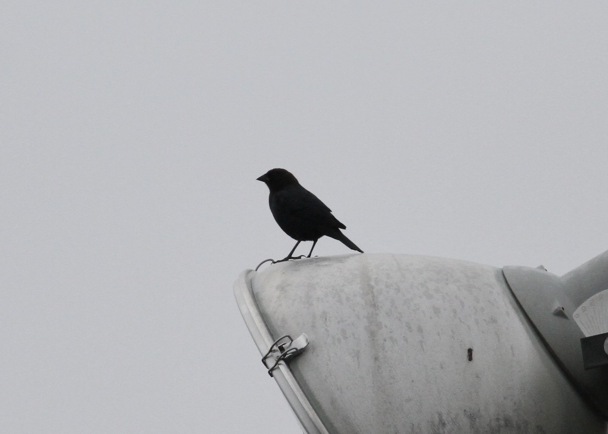 Brown-headed Cowbird - ML541162851