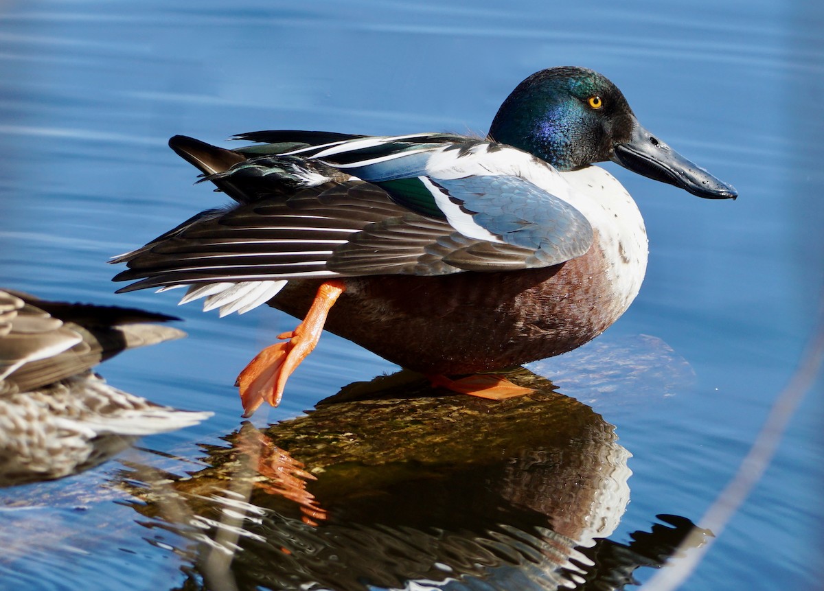 Northern Shoveler - Laura Sisitzky