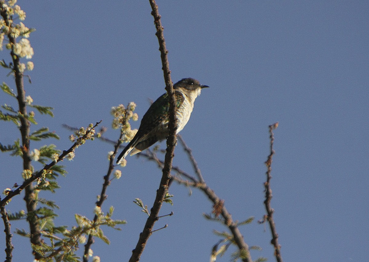 Klaas's Cuckoo - ML541164041