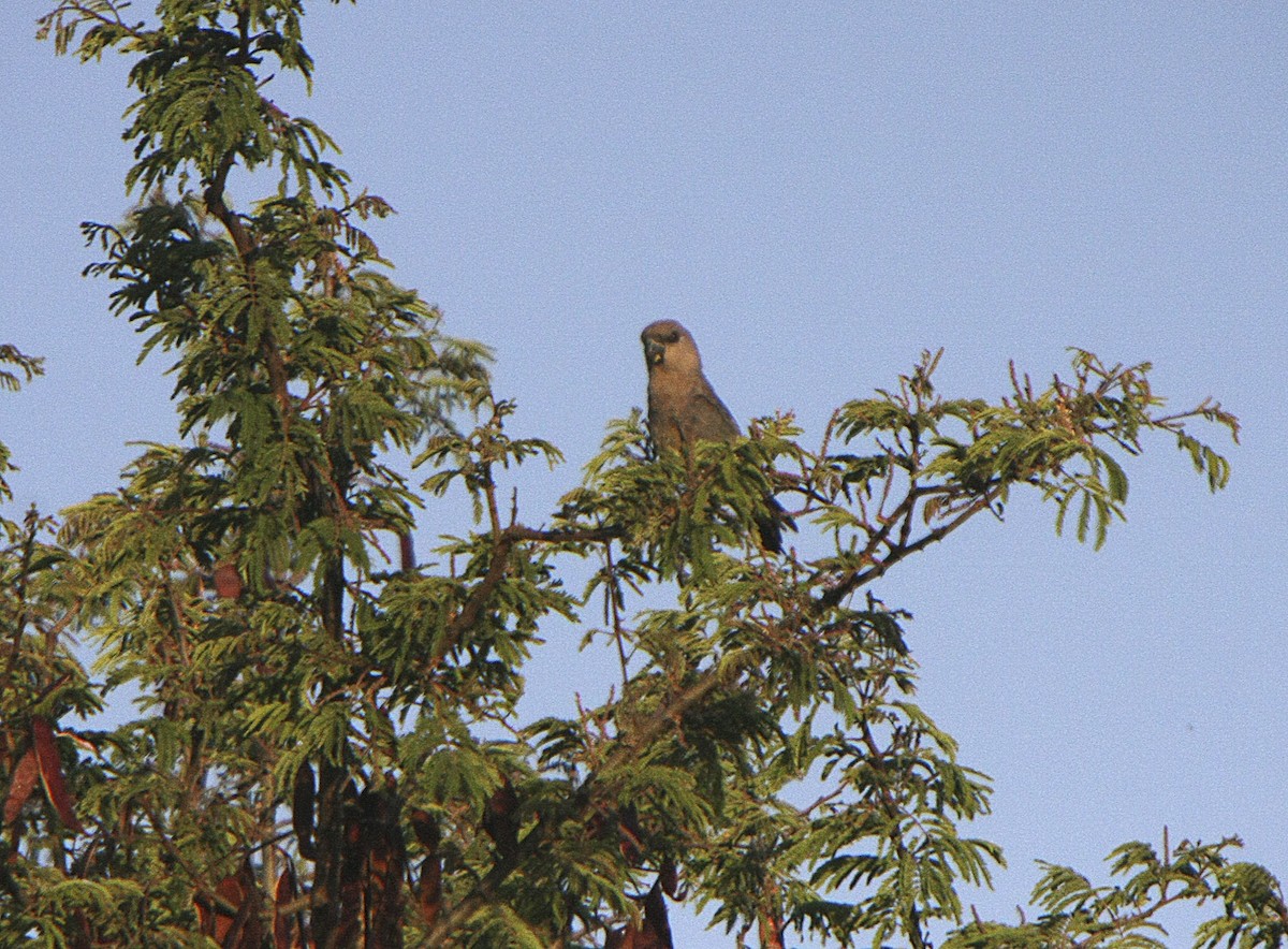 Red-bellied Parrot - Alfonso Rodrigo