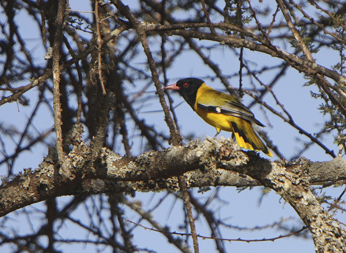 African Black-headed Oriole - ML541164901