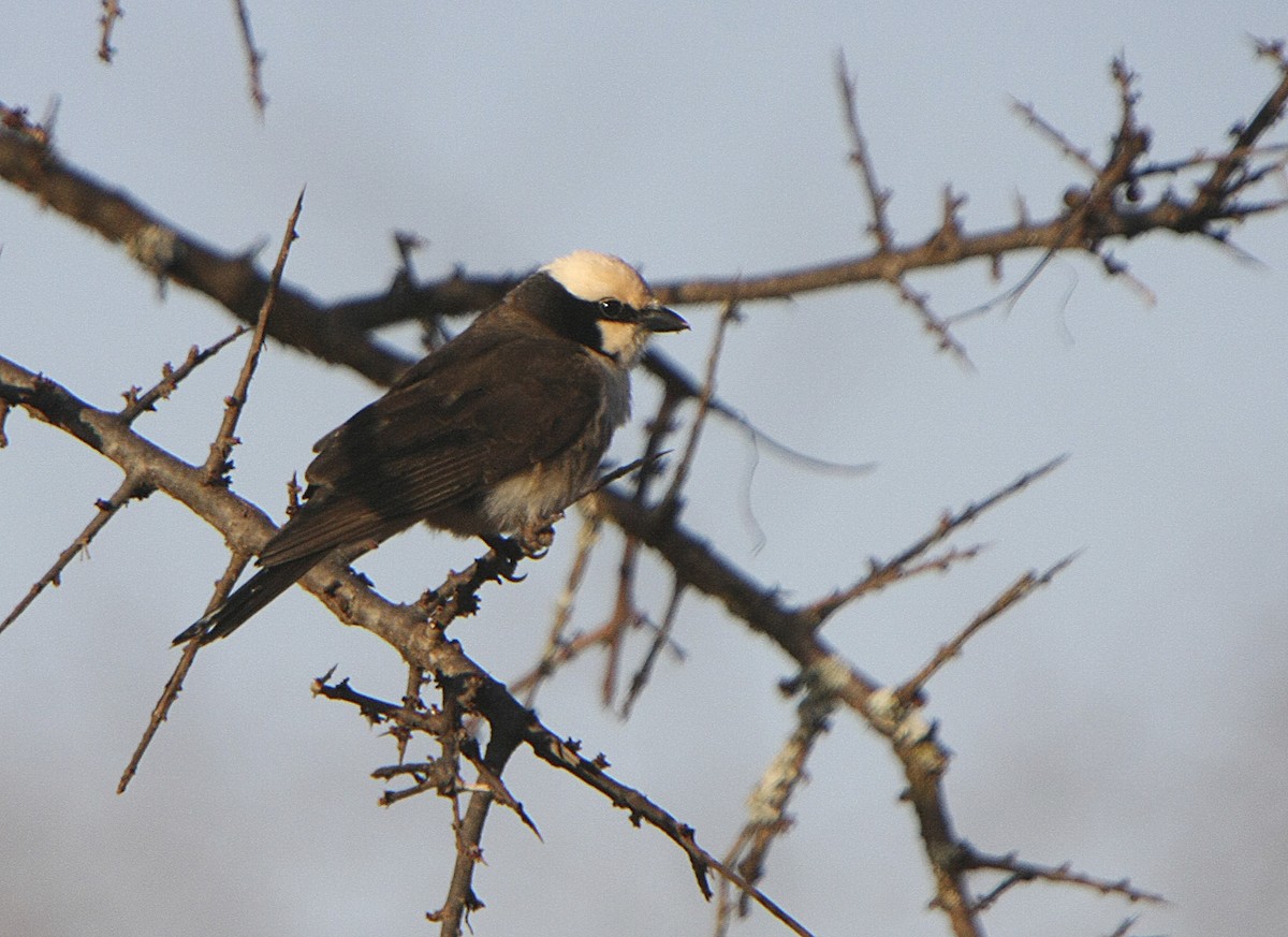 White-rumped Shrike - Alfonso Rodrigo