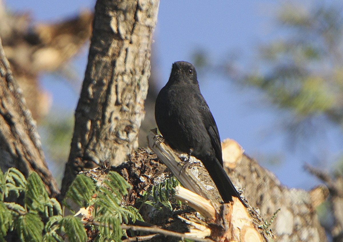 Northern Black-Flycatcher - Alfonso Rodrigo