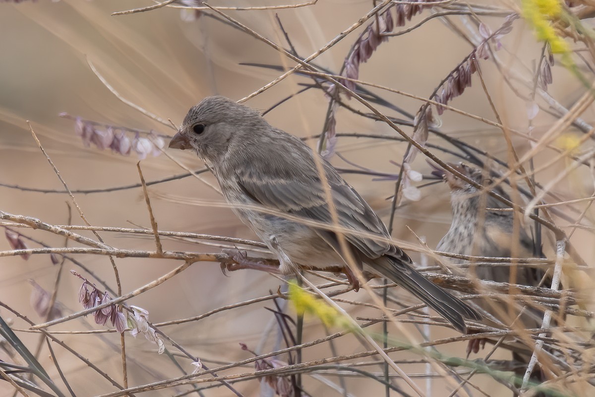 Olive-rumped Serin - ML541165721