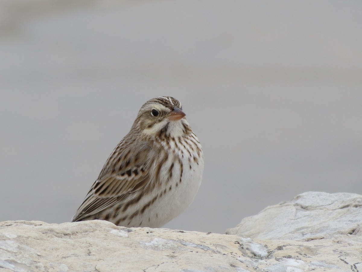 Savannah Sparrow (Ipswich) - Katie Bird