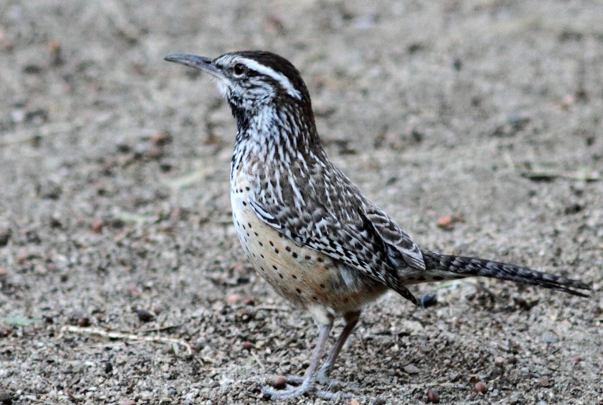 Cactus Wren - ML541166161