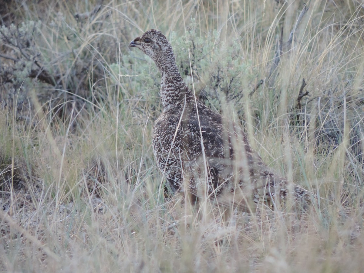 Gunnison Sage-Grouse - Jeremy Nichols