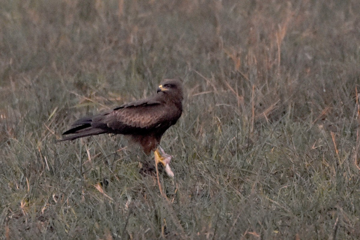 Black Kite - ML541167041