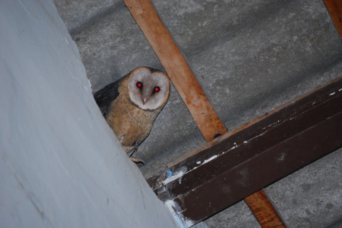 Barn Owl - Agustin Carrasco