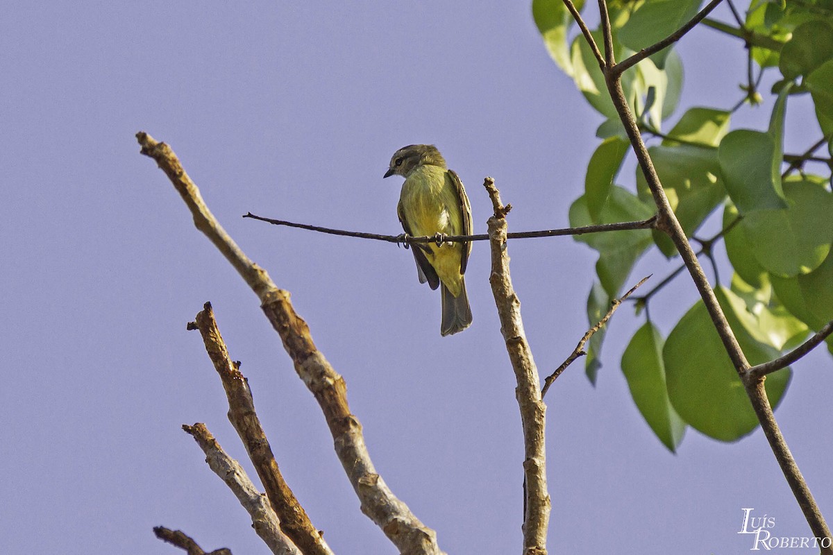 Yellow-crowned Tyrannulet - ML541169021