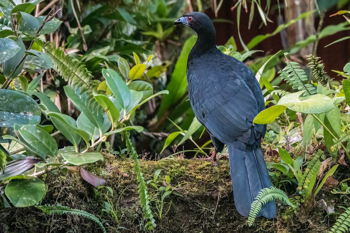 Schwarzguan - ML541169621