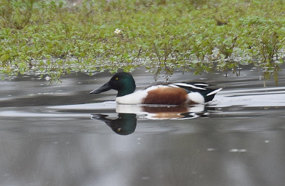 Northern Shoveler - ML541169671