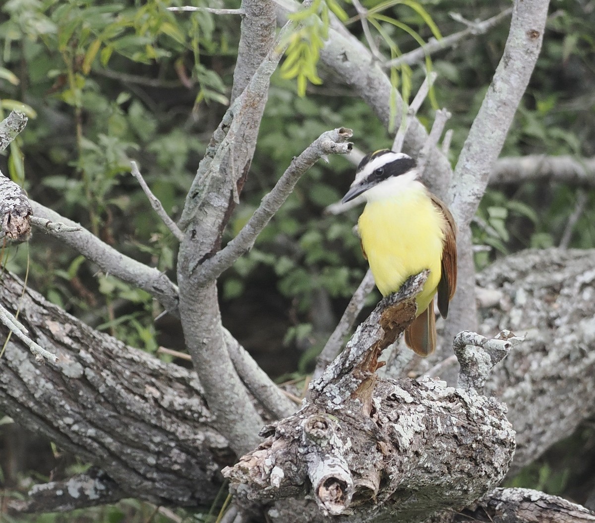 Great Kiskadee - ML541170521