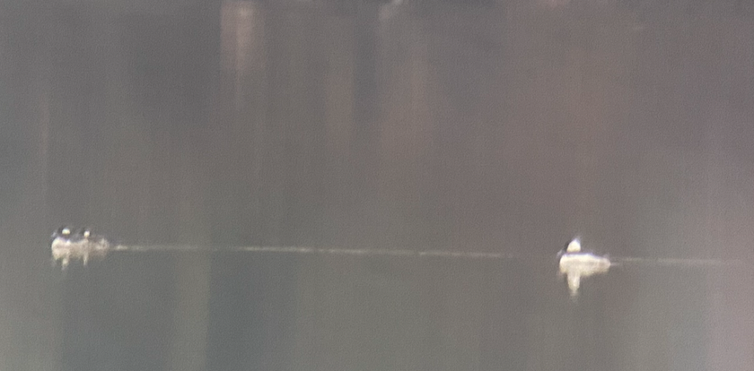 Bufflehead - ML541170531