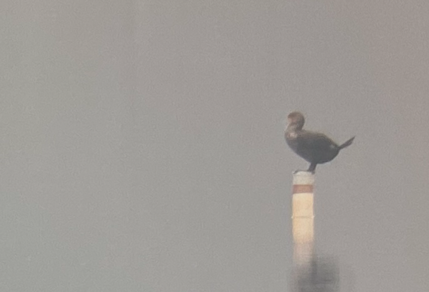 Double-crested Cormorant - ML541170601