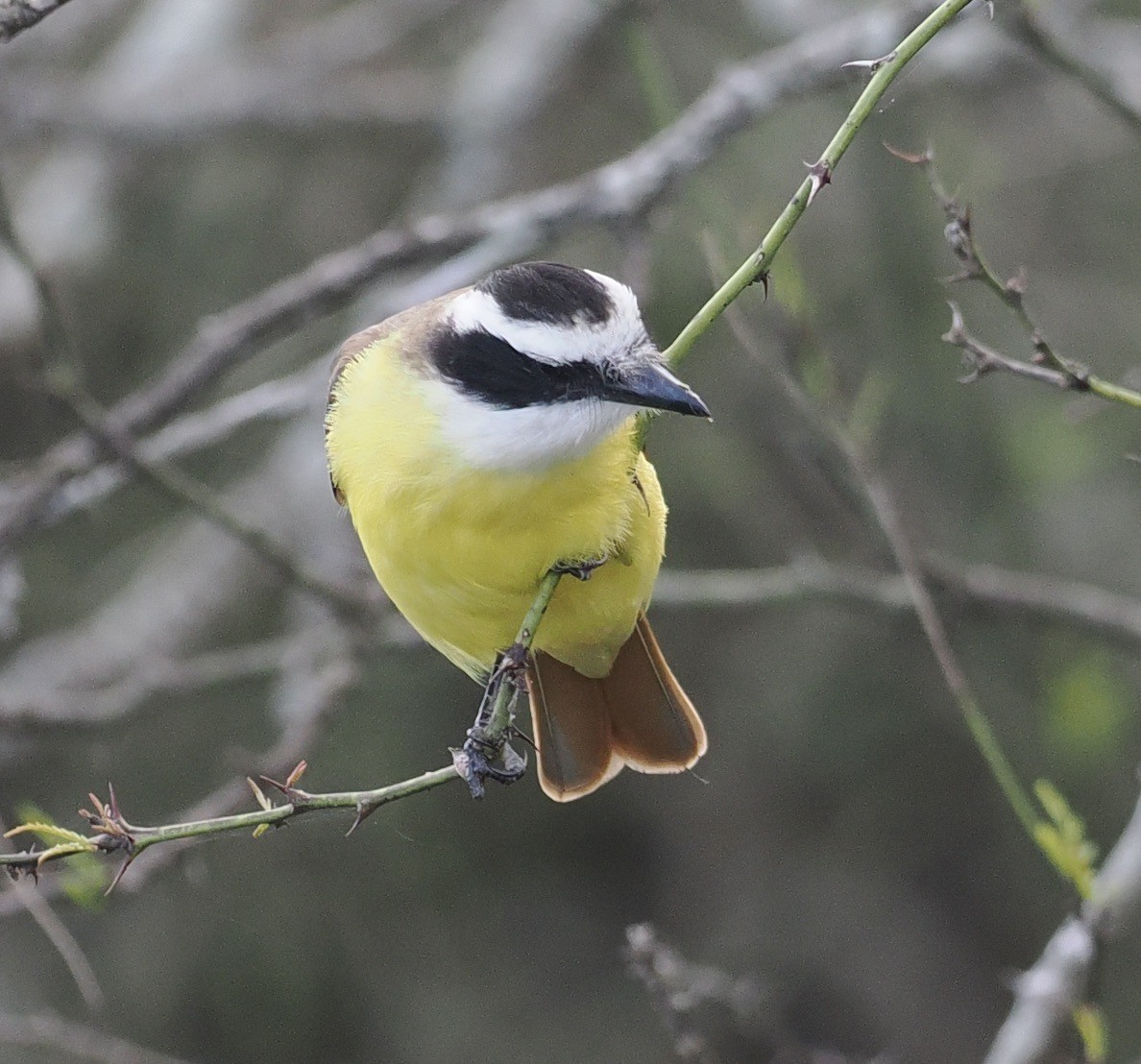 Great Kiskadee - ML541170821