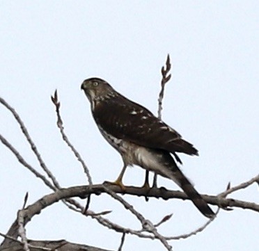 Cooper's Hawk - ML541171241