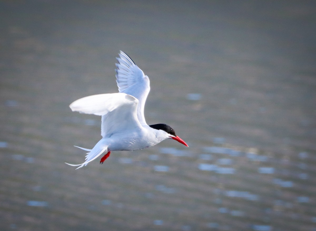 South American Tern - Elby Anderson A Silva