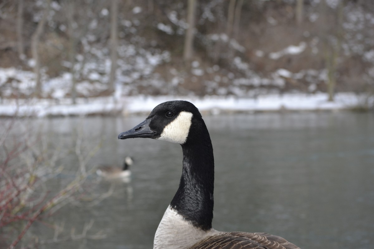 Canada Goose - ML541172321