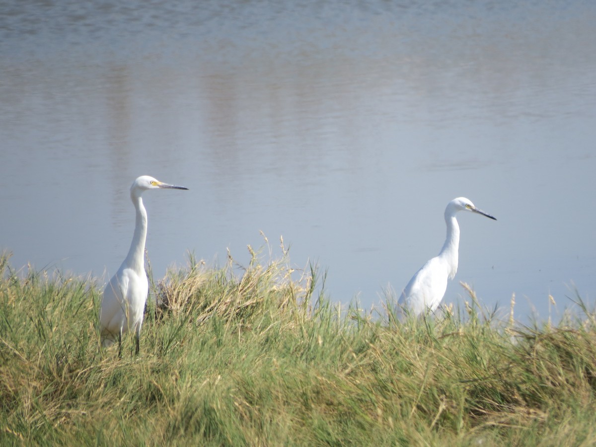 Snowy Egret - ML54117241