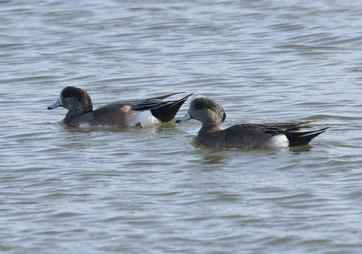 American Wigeon - ML541172511