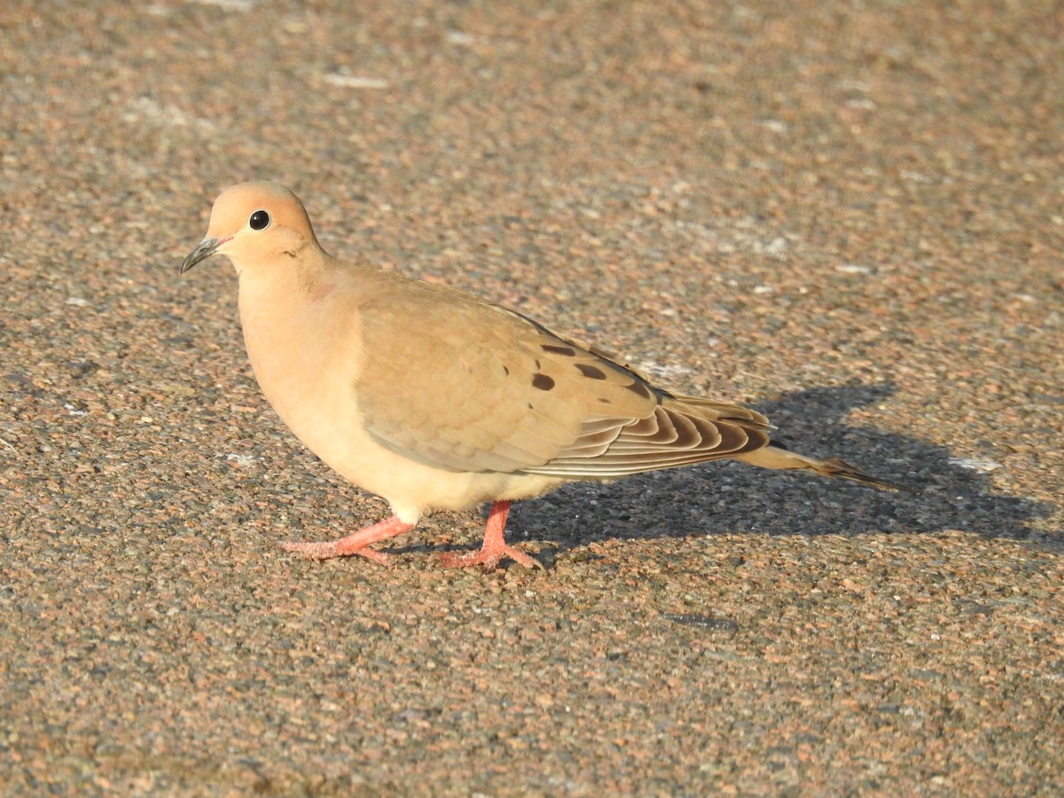 Mourning Dove - ML541172821