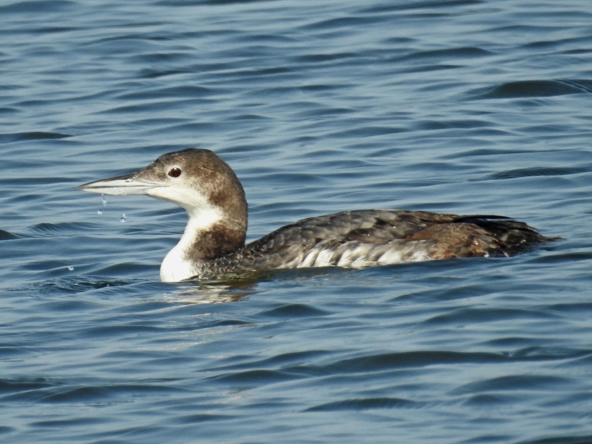 Common Loon - ML541172931