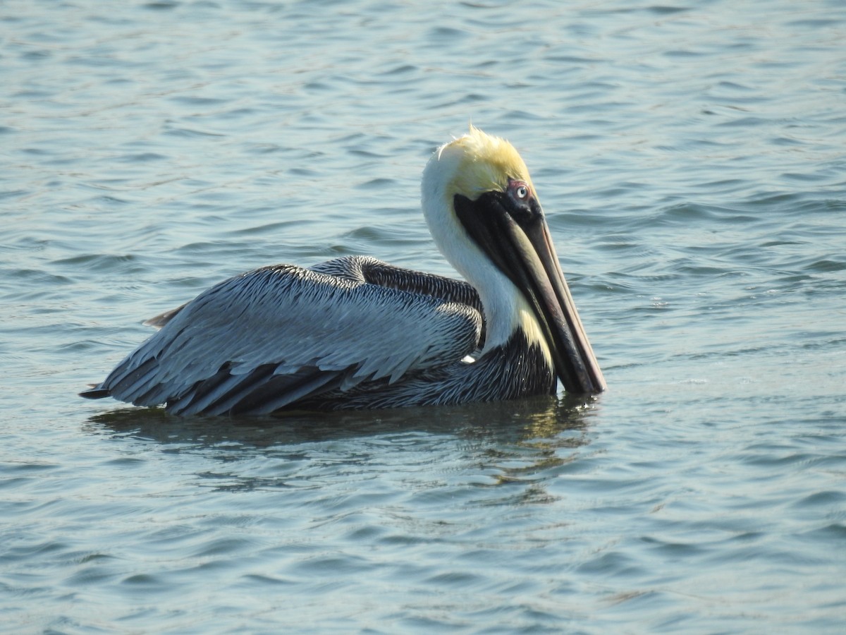 Brown Pelican - ML541172971