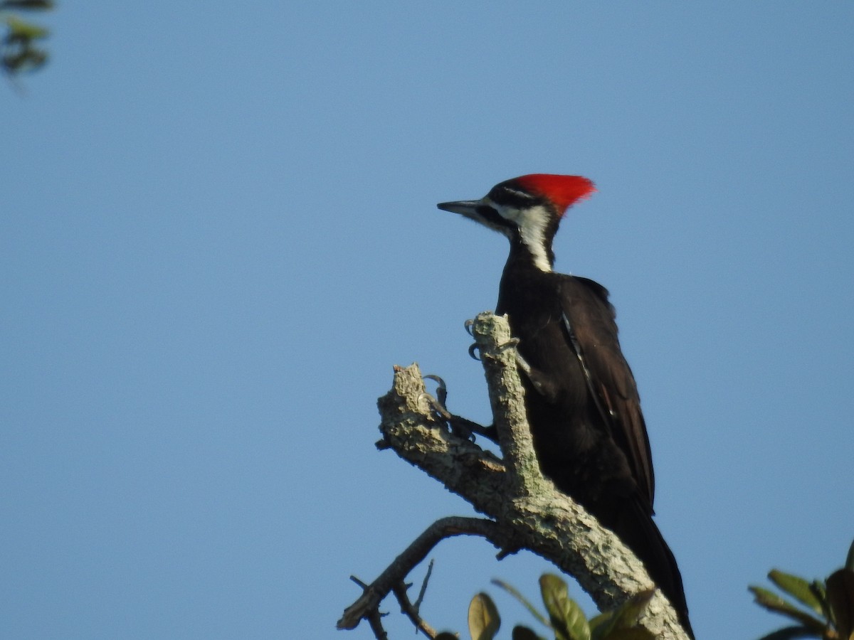 Pileated Woodpecker - ML541173071