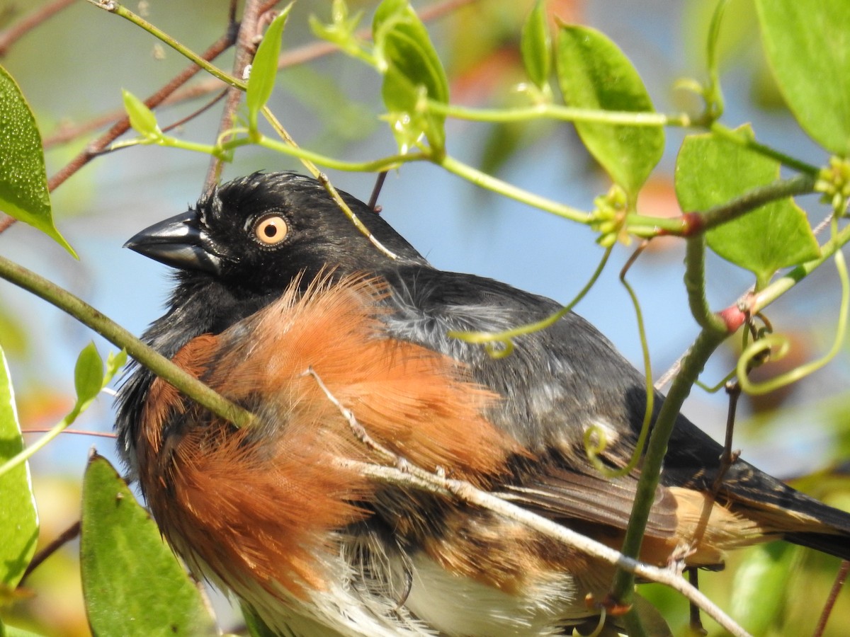 Eastern Towhee - ML541173101