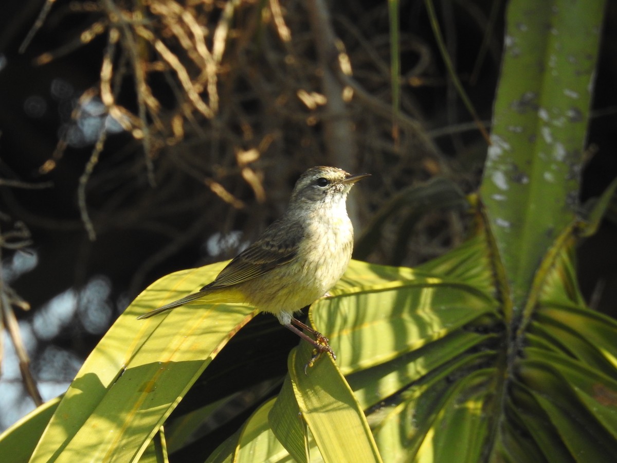 Palm Warbler - ML541173161