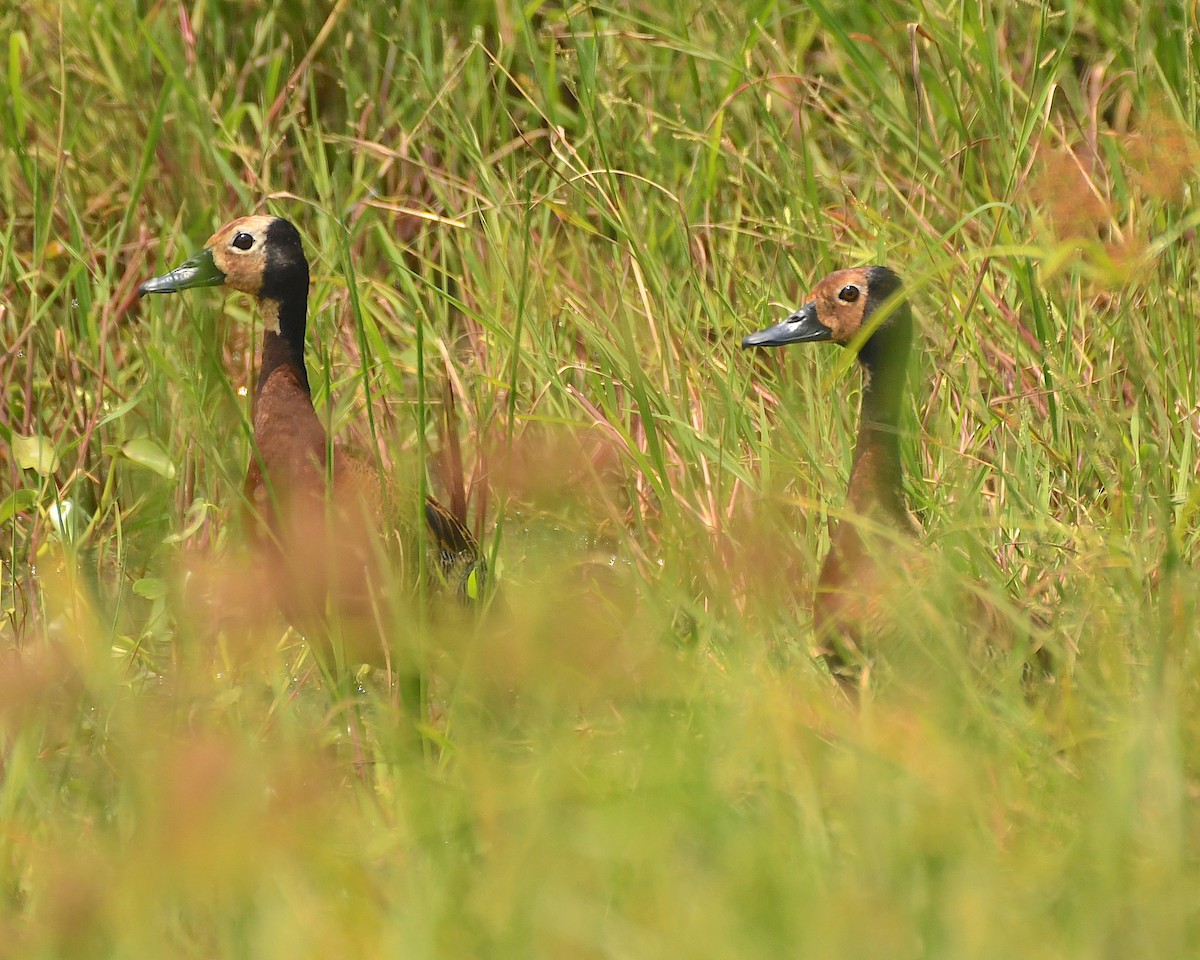 White-faced Whistling-Duck - ML541173261