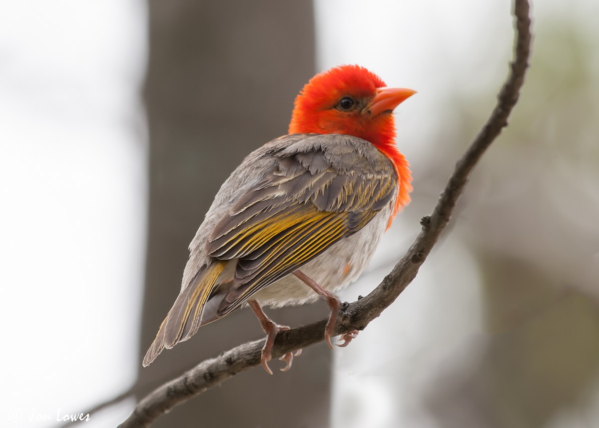 Red-headed Weaver (Southern) - Jon Lowes