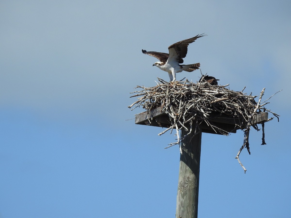 Osprey - ML541174691