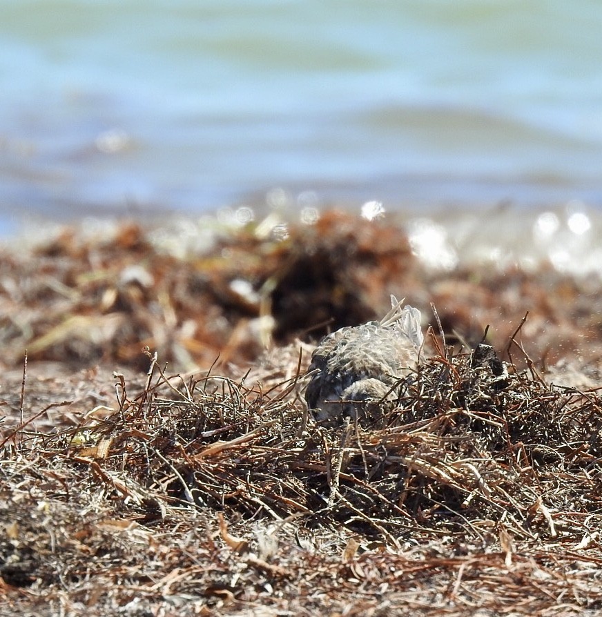 Ruddy Turnstone - ML541174891