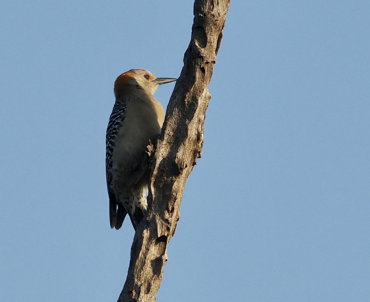 Golden-fronted Woodpecker - ML541175151