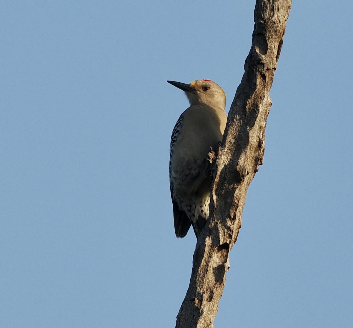 Golden-fronted Woodpecker - ML541175171