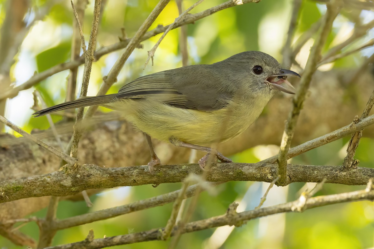 Blue Mountain Vireo - ML541175821