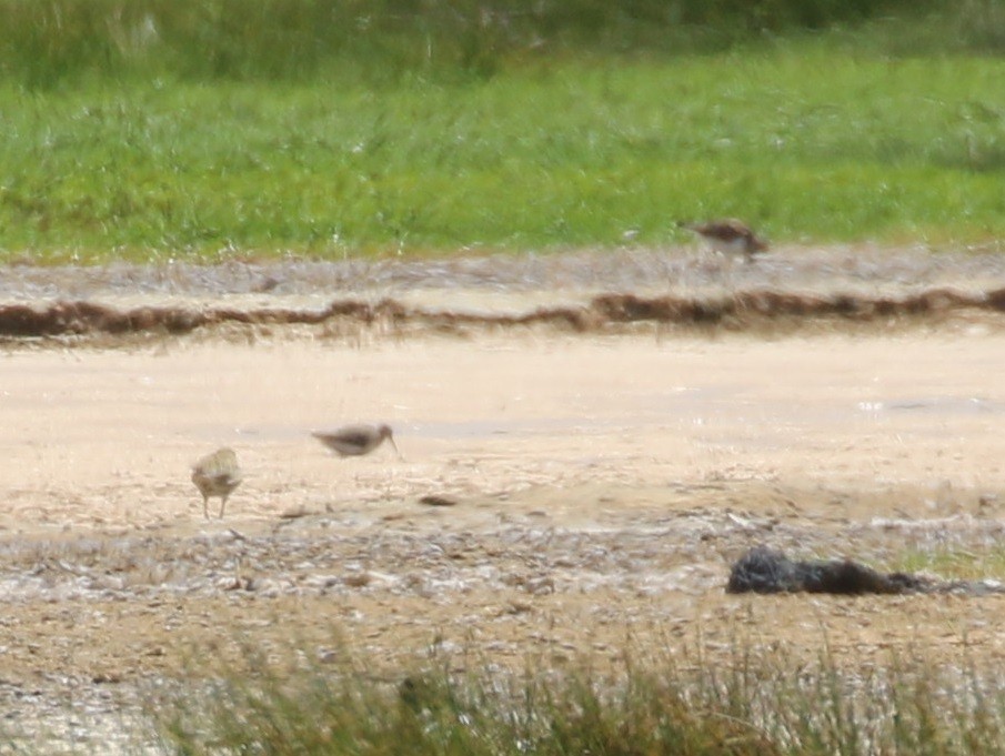 Wood Sandpiper - ML541175831